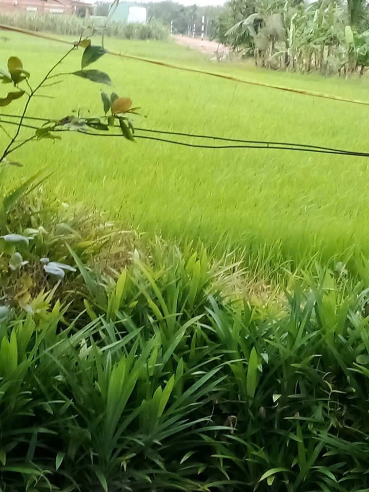 Đất Lúa Thanh Điền Châu Thành 10 mẫu giá 7 tỷ - Cơ hội đầu tư hấp dẫn!