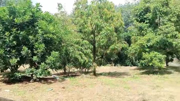 Đất vườn sầu riêng 12.600m² tại Nghĩa Bình giá 750 triệu - Đầy đủ tiện nghi!