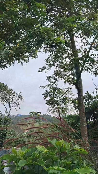 Đất thổ cư 150m² tại Kiến Đức, Đắk Nông - Giá 2.2 tỷ thương lượng nhẹ!