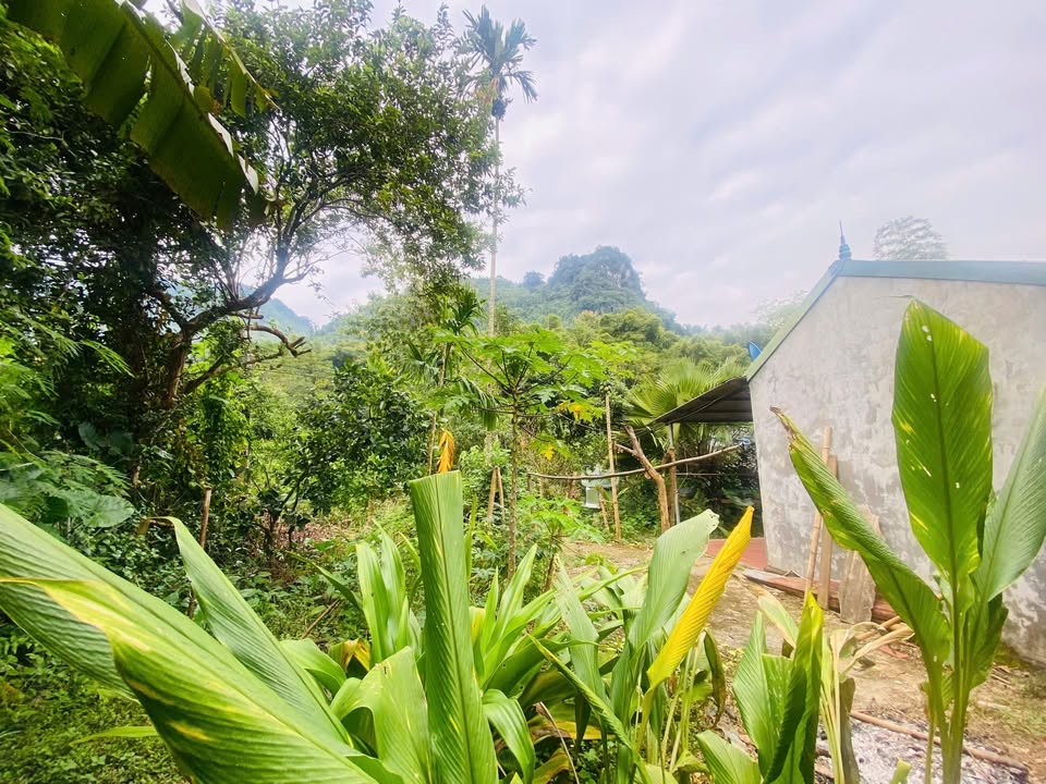 Đất thổ cư Hiền Lương Đà Bắc 1000m² - Gần hồ Hòa Bình, chính chủ bán gấp!