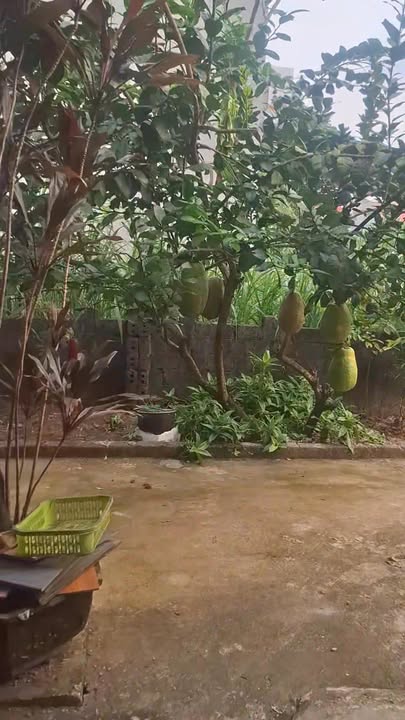 Đất nền Cẩm Quý 168m² giá chỉ 5xx triệu - Cơ hội đầu tư hấp dẫn!