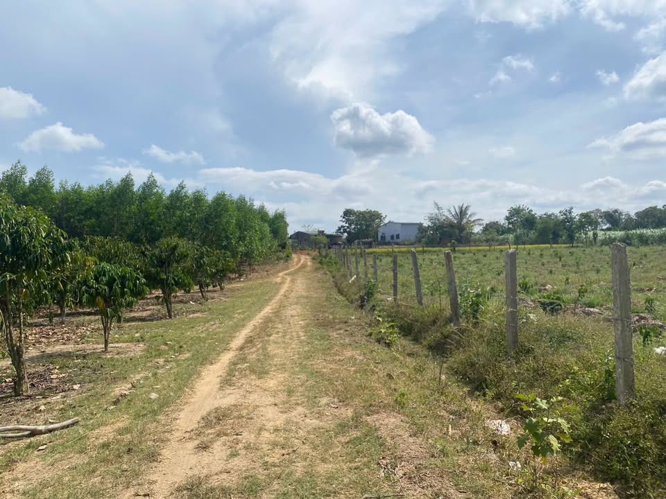 Đất cà phê 6000m² tại Vụ Bổn, Đắk Lắk - Mặt tiền 140m, giá 800 triệu!