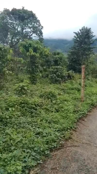 Đất nền Đạ Tông, Đam Rông 2.5 sào giá 550 triệu - Đường bê tông rộng rãi!