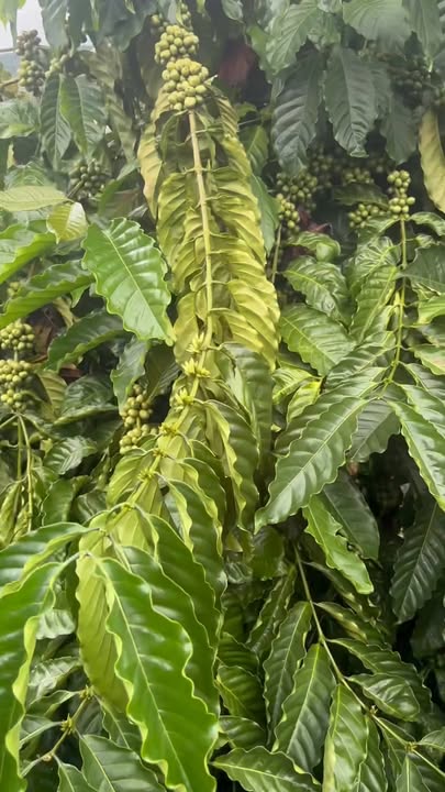 Farm 17,000m² tại Ea Ral, Đắk Lắk giá 4.25 tỷ - Cơ hội đầu tư mạnh mẽ!