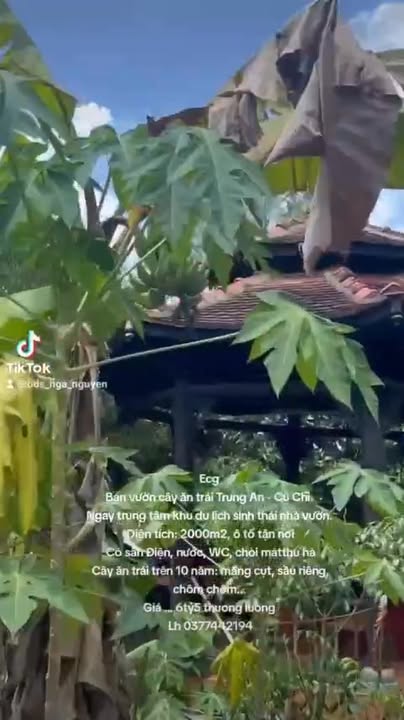 Bán vườn cây ăn trái Củ Chi 2000m² - Vị trí đẹp, giá tốt!