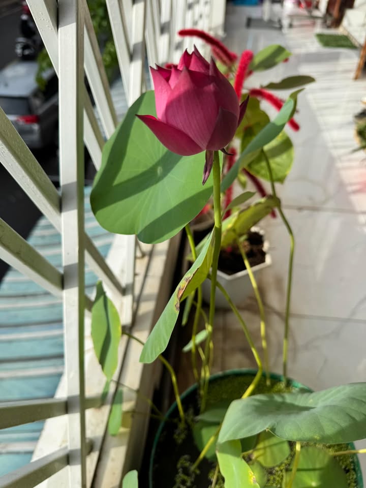 Đất thổ cư Tân Định Ninh Hòa 100m² giá 500 triệu - Cơ hội đầu tư tuyệt vời!