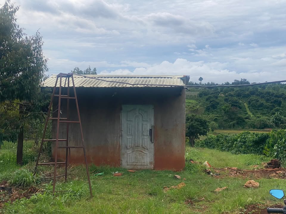 Farm 1ha2 tại xã Dun, huyện Chư Sê, Gia Lai - Giá chỉ 2.4 tỷ, Đất trồng cây ăn trái đầy tiềm năng!