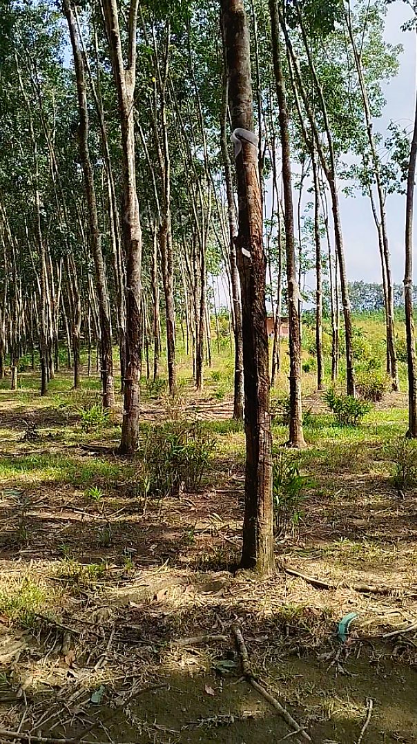 Đất Farm 2ha cao su và sầu riêng tại Đồng Xoài - Giá chỉ 4.4 tỷ!