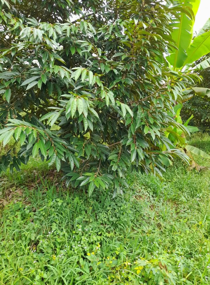 Đất vườn 6 công ở Lục Sĩ Thành, Vĩnh Long giá 200 triệu - Đầu tư sinh lời ngay!