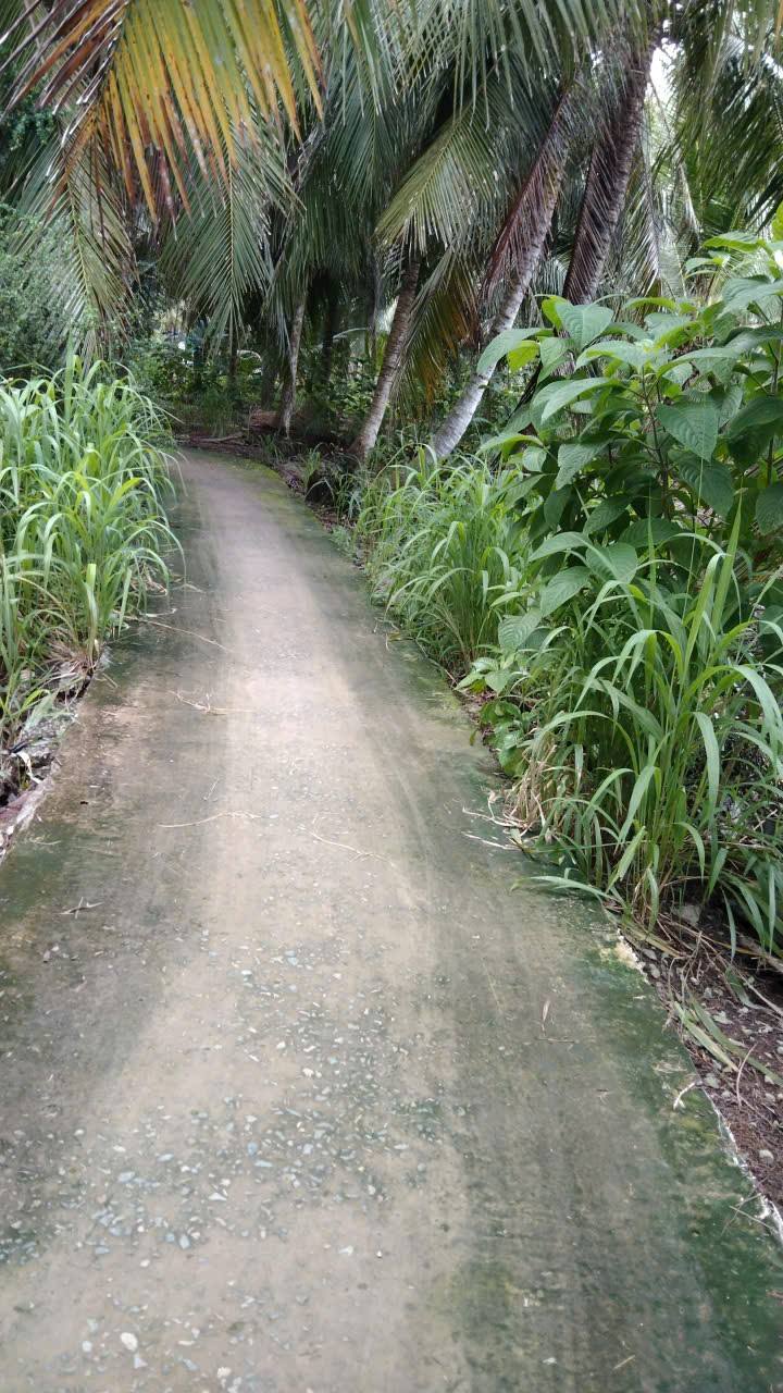 Đất vườn dừa 1096m² tại Hưng Nhượng, Bến Tre - Giá chỉ 400 triệu!