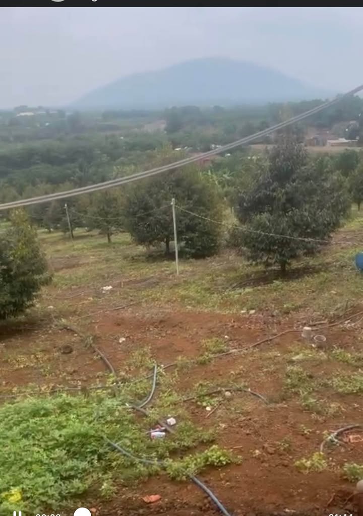 Farm 1,19ha tại Lang Minh, Xuân Lộc - Sổ đỏ chính chủ, giá chỉ 833 triệu!