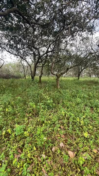 Đất thổ cư 3ha tại Thọ Sơn, Bù Đăng - Giá thỏa thuận, cơ hội đầu tư hấp dẫn!