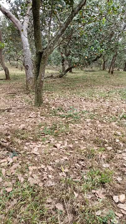 Đất nền xã Thọ Sơn, huyện Bù Đăng 6ha giá 4.8 tỷ - Đầu tư sinh lời ngay!