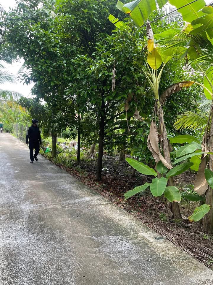 Đất Phú Mỹ Mỏ Cày Bắc 3600m² giá 750 triệu - Cơ hội đầu tư tuyệt vời!