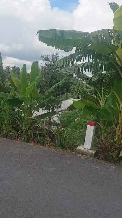 Đất nông nghiệp mặt tiền Lương Ngang Tân Nhựt 580m² giá 2.6 tỷ - Cơ hội đầu tư hấp dẫn!