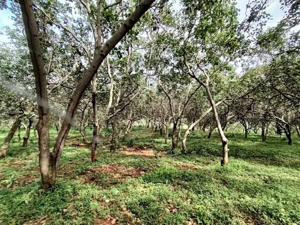 Đất nền Thọ Sơn, Bù Đăng 58.000m² giá 5.106 tỷ - Cơ hội đầu tư sinh lời!