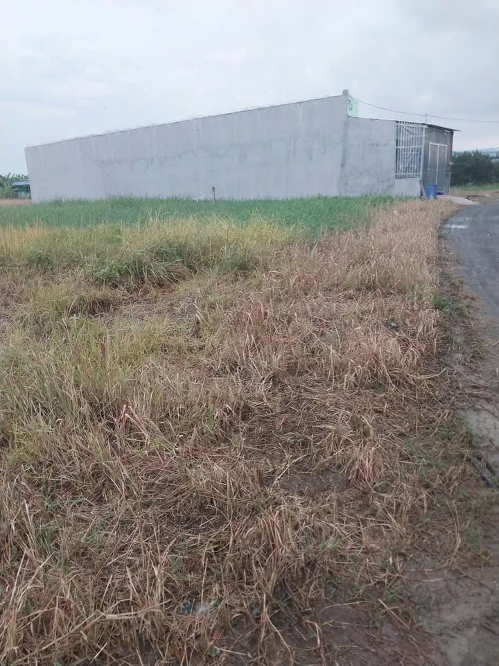 Đất thổ cư Phước Lâm 125m² giá 800 triệu - Đầu tư sinh lời ngay!