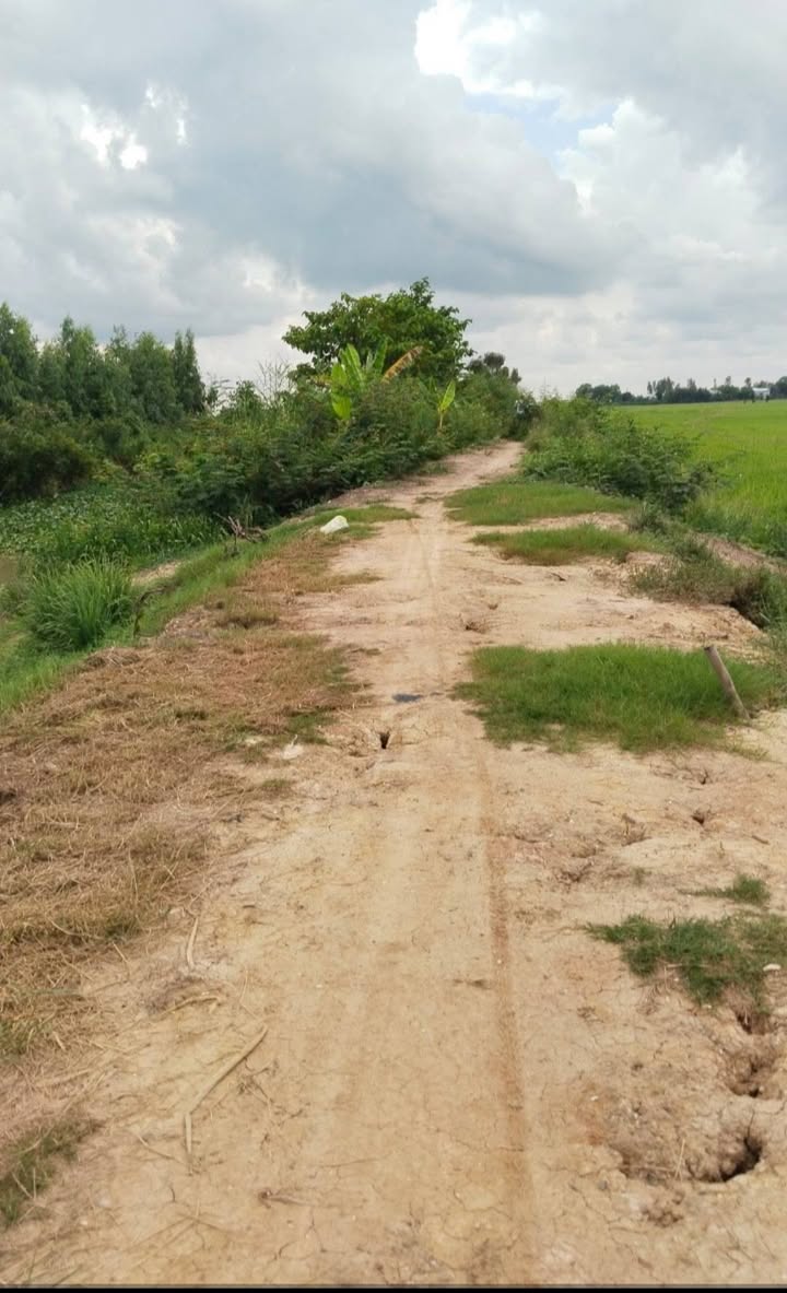 Đất nông nghiệp 13 công tại Nhơn Hòa Lập, Tân Thạnh - Giá chỉ 1.82 tỷ VND