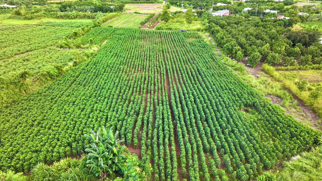 Đất sào 9000m² xã Xuân Đông, giá chỉ 3.6 tỷ - Cơ hội đầu tư tuyệt vời!