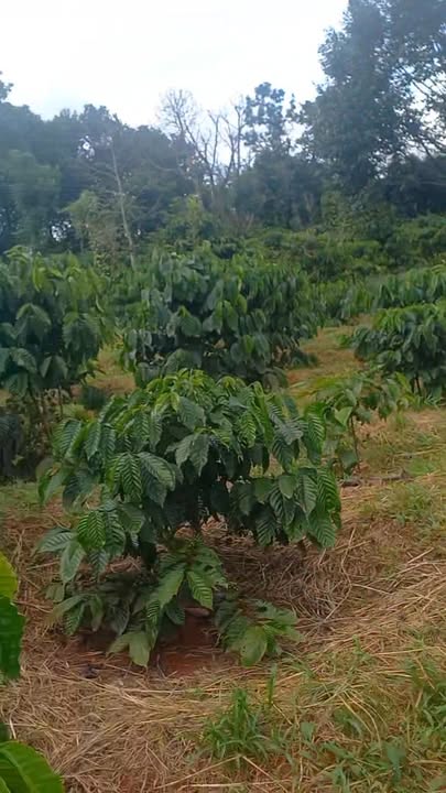 Đất nền đẹp tại xã Quảng Tâm, Tuy Đức 1.3ha giá chỉ 1.55 tỷ - Cơ hội đầu tư lý tưởng!