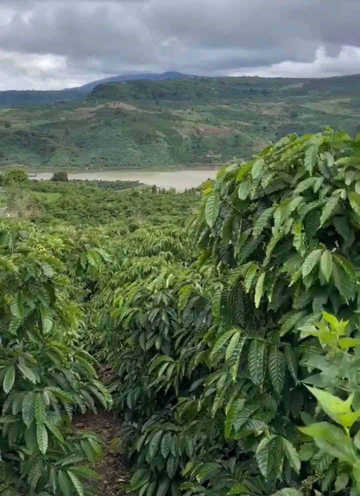 Đất trồng Cafe Liên Hà Lâm Hà 7.2 sào giá 2.2 tỷ - Sổ đỏ chính chủ!