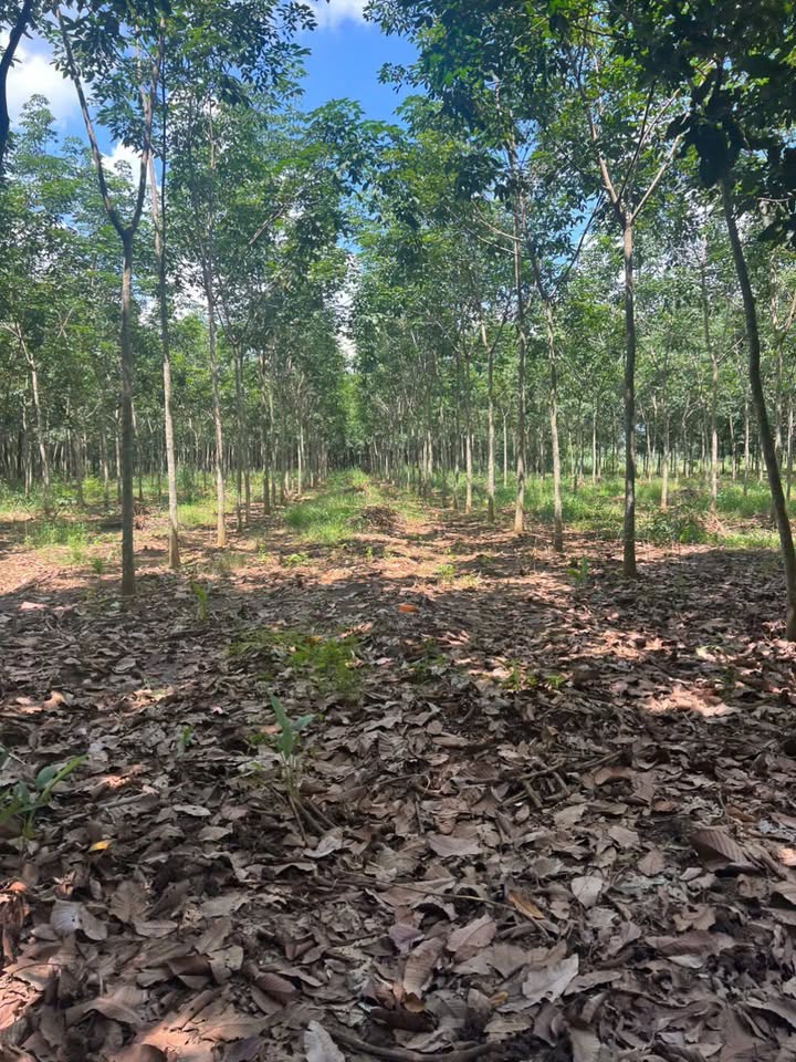 Đất nông nghiệp Phú Giáo Bình Dương 27.360m² giá 3.5 tỷ - Đường ô tô vào tận nơi!