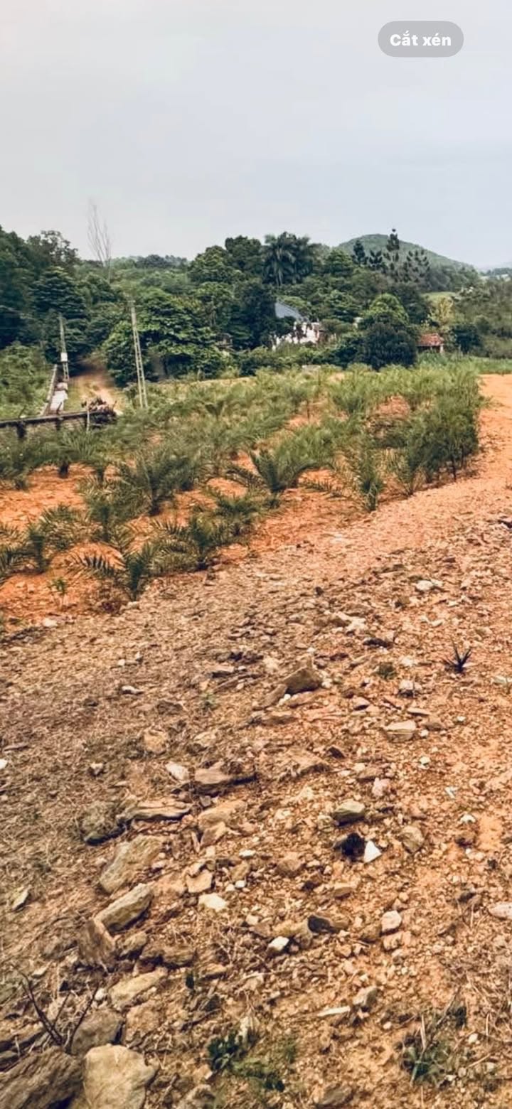 Đất nền Yên Bài, Ba Vì 2500m² giá 2.3 tỷ - Đầu tư sinh lời hấp dẫn!