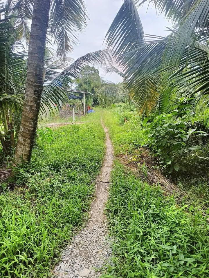 Đất vườn Hòa Thạnh, Tam Bình 716m² giá 550 triệu - Cơ hội đầu tư lý tưởng!