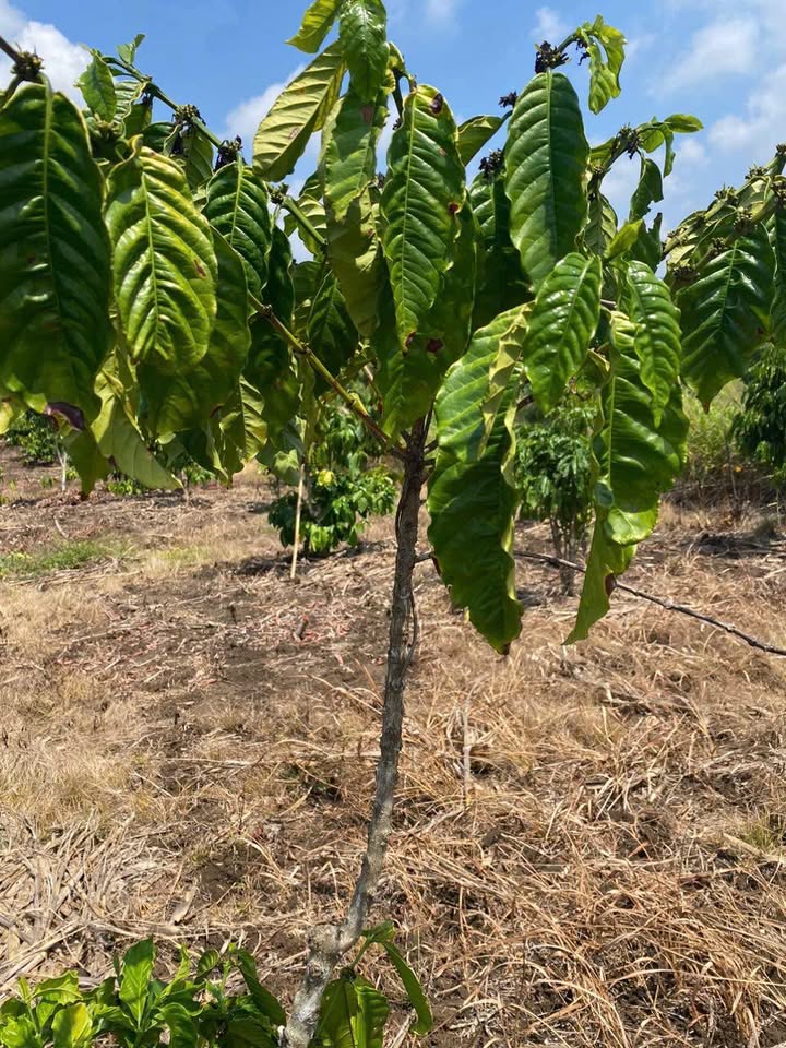 Đất nền 1080m² tại xã Phú Xuân, Krông Năng chỉ 650 triệu - Sổ hồng chính chủ!