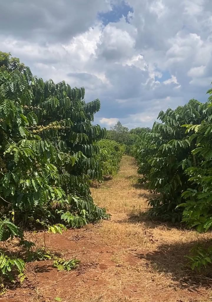 Đất thổ cư Ea Siên, Buôn Hồ 1045m² giá 49 triệu/m² - Đầu tư sinh lời ngay!