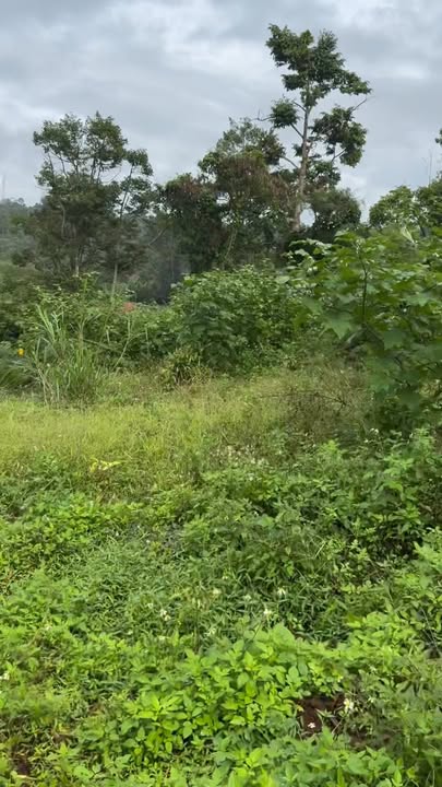 Đất nền đường tránh Buôn Hồ 6440m² giá 3.2 tỷ - Cơ hội đầu tư sinh lời!