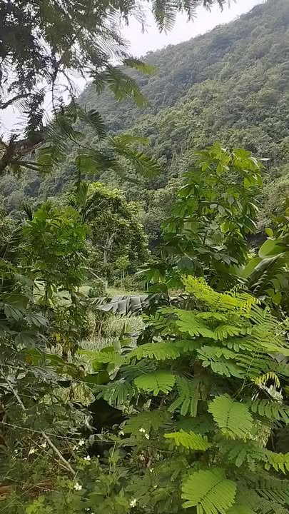 Đất trồng cây lâu năm 1000m² tại Kỳ Phú, Nho Quan - Giá chỉ 900 triệu!