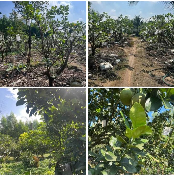 Đất vườn trái cây 300m² xã Vĩnh Tân - Sổ hồng riêng, giá 1.35 tỷ