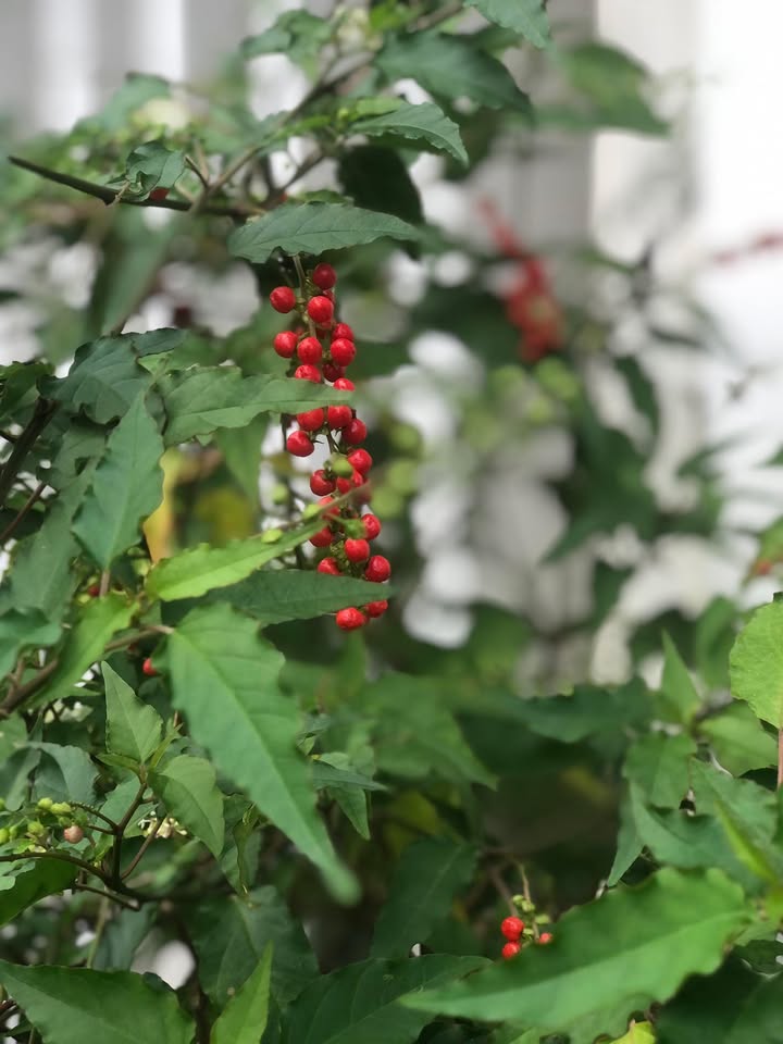 Đất mặt tiền Hồ Biểu Chánh, Hải Châu 79m² giá 8 tỷ - Vị trí trung tâm thuận tiện!