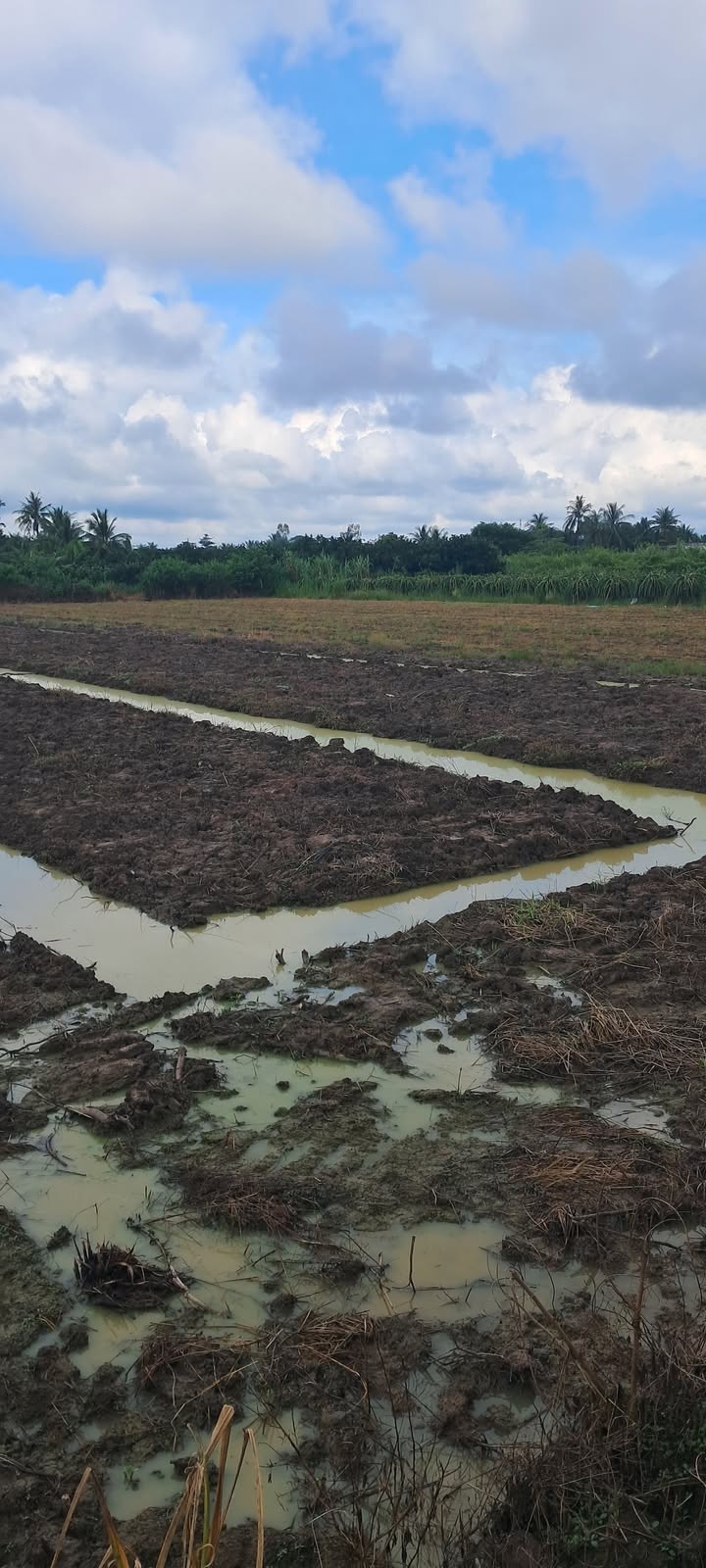 Đất nền 2013m² tại Ấp Bình Hòa, Chợ Gạo - Giá 2.4 tỷ, Mặt tiền đường lớn!