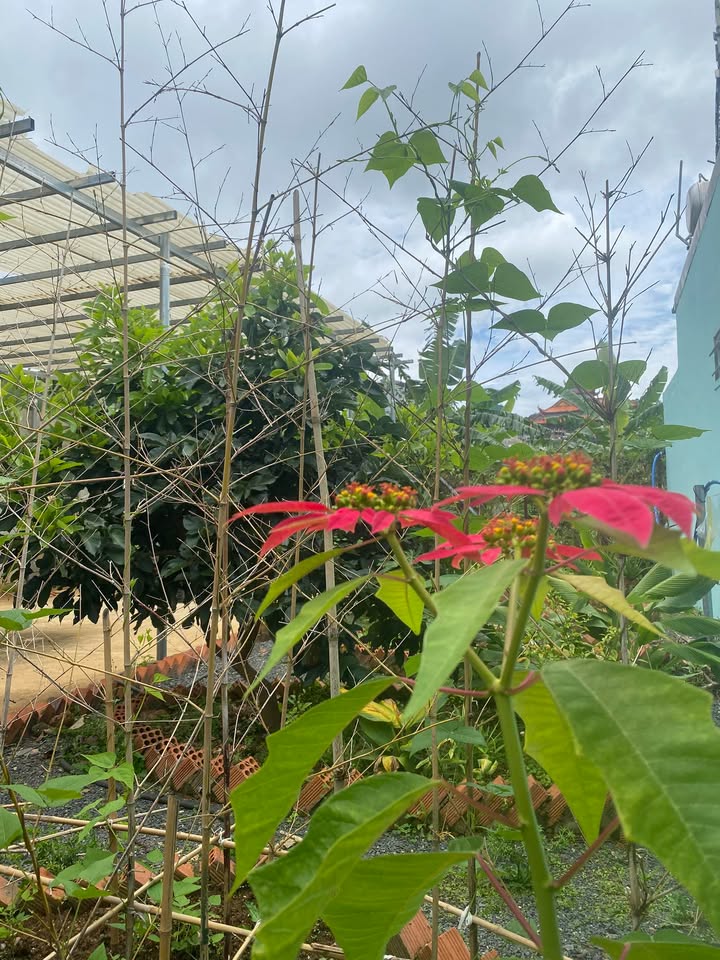 Nhà chính chủ Hiệp An, Đức Trọng 72m² giá 710 triệu - Vị trí vàng an cư lý tưởng!