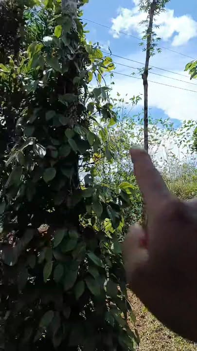 Đất nền 4.5 sào Đắk R'tih Tuy Đức 450 triệu - Đầu tư sinh lời ngay!