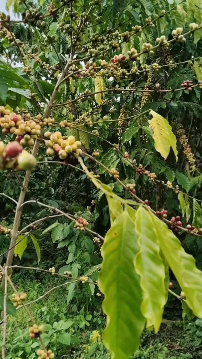 Đất nền Lộc Nga, Bảo Lộc 3200m² giá 1.75 tỷ - Đầu tư sinh lời ngay!