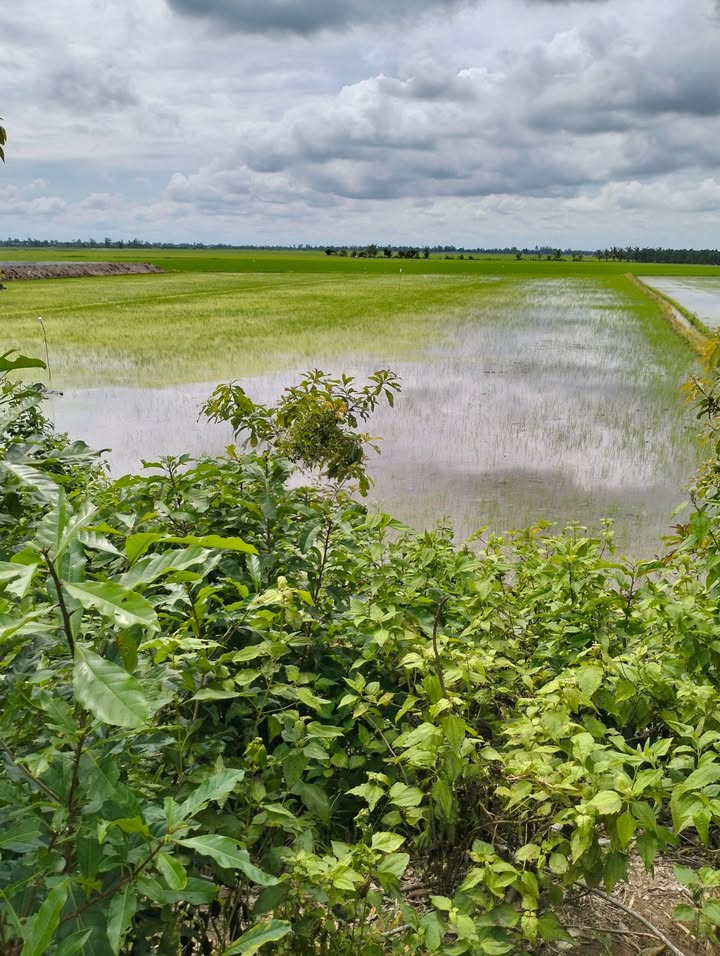 Đất nền mặt tiền 60m tại xã Mỹ Quý, Tháp Mười, 7000m² giá 2.3 tỷ - Cơ hội đầu tư sinh lời!