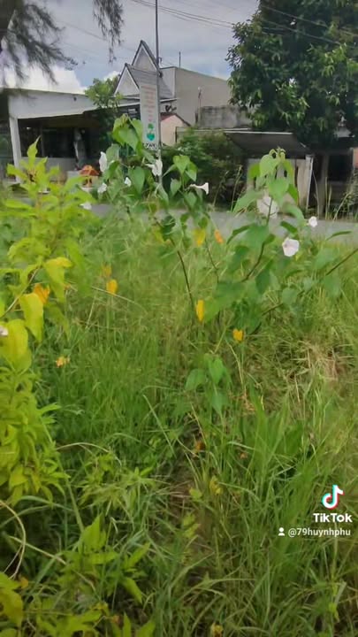 Đất nền mặt tiền Hộ Phòng, Bạc Liêu 9106m² - Đầu tư sinh lời ngay!