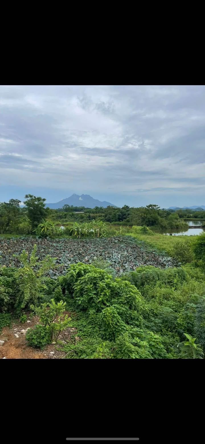 Đất vườn nghỉ dưỡng Bất Bạt, Ba Vì 500m² giá 2 tỷ - Không gian trong lành tuyệt đẹp!