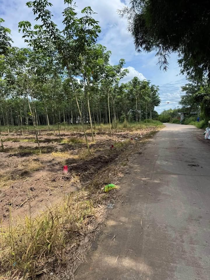 Đất thổ cư mặt tiền đường bê tông Phú Ngọc 259m² giá 645 triệu - Cơ hội đầu tư hấp dẫn!