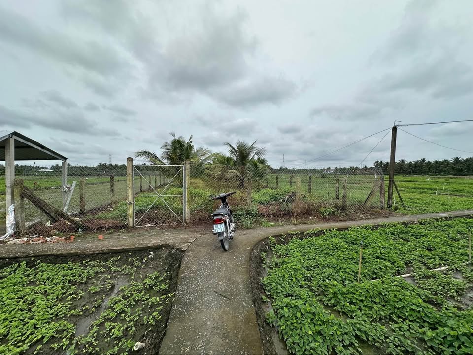 Đất thổ cư 1.068m² tại ấp Đông B, Tiền Giang - Giá chỉ 700 triệu!