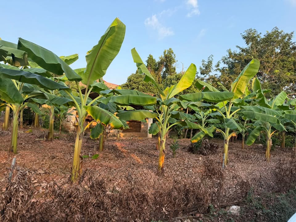 Đất thổ cư Tân Thanh 169m² giá 6 triệu - Đầu tư sinh lời ngay!