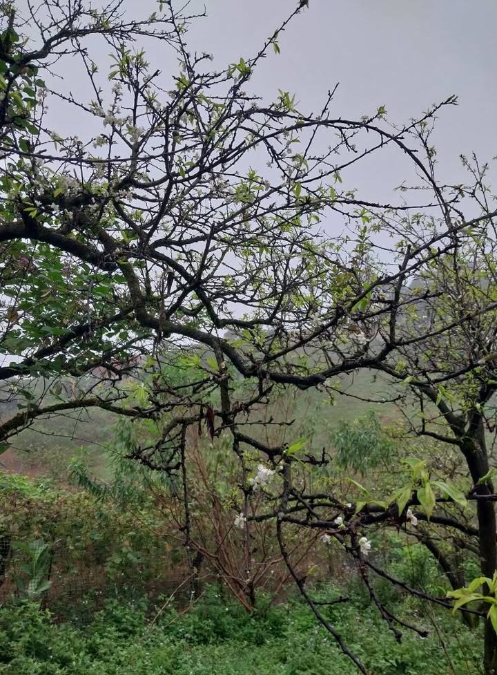 Đất nền Thảo Nguyên Mộc Châu 3.032m² giá thỏa thuận - Cơ hội đầu tư sinh lời!