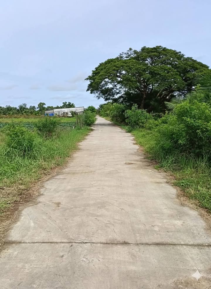 Đất vườn dừa 1 mẫu 4 tại An Bình Tây, Ba Tri, Bến Tre - Giá chỉ 319.9 triệu VND, thương lượng tốt!