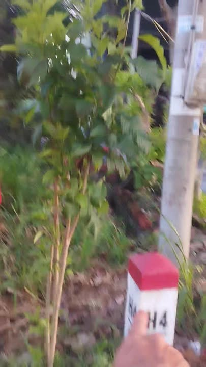 Đất nền mặt tiền Quốc lộ 55, xã Đất Đỏ, 770m² - Cơ hội đầu tư tuyệt vời!