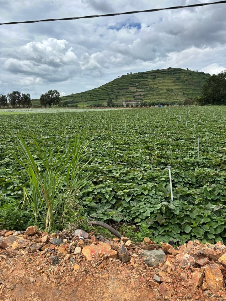 Đất Phú Hội, Đức Trọng 1000m² giá 850 triệu - Cơ hội đầu tư hấp dẫn!