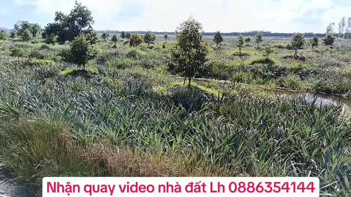 Đất Farm 7 hecta Tân Phước Tiền Giang - Mặt tiền 570m, trồng sầu riêng 1,5 tuổi