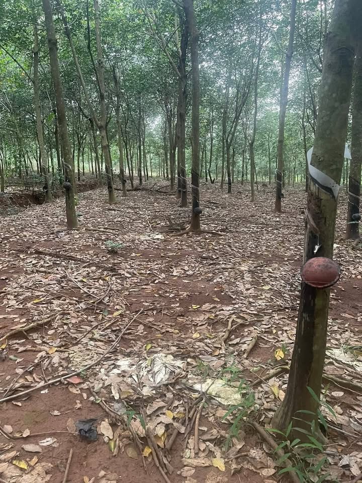 Đất Farm Lộc Quang 20.000m² giá 3.5 tỷ - Đầu tư sinh lời ngay!